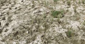 Water crisis hits Boro cultivation in Feni ‘s Sonagazi