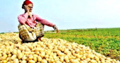 Jashore potato farmers in distress