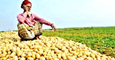 Jashore potato farmers in distress