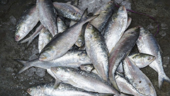 22-day ban on fishing from Oct 7 in Lakshmipur