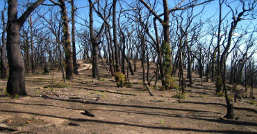 Fires set stage for irreversible forest losses in Australia