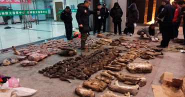 SW China province cracks over 8,000 cases of wildlife crime in 2019