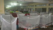 Two die of dengue, 267 more hospitalised