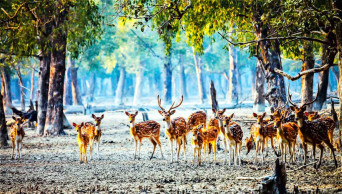 Holidaymakers throng Sundarbans