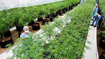 Uruguay is betting on exports of medical marijuana