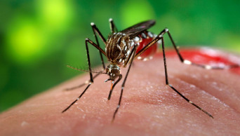 Dengue outbreak higher this year: DSCC Mayor