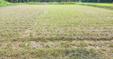 Drought hampering Aman production in Bagerhat
