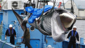 Japan resumes commercial whaling despite low demand