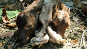 Calf with two heads, six legs stuns Barishal residents