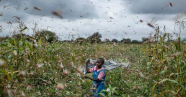 'This is huge': Locust swarms destroy crops in East Africa