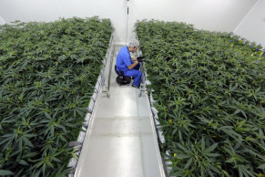 After years of waiting, medical marijuana sold in Louisiana