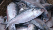 Govt allows 500 tonnes of hilsa export to India