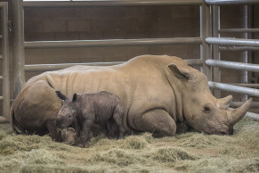 Rhinoceros conceived artificially born at California zoo