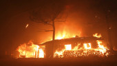 Coastal forest fire kills 2, destroys 120 homes in S. Korea