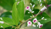 Wild fevervine herb discovered in N. China