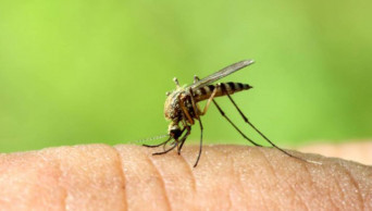 Anti-mosquito drive from July 25: LGRD Minister