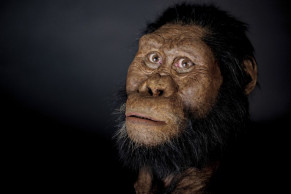 Ethiopian fossil reveals face for ancestor of famed 'Lucy'