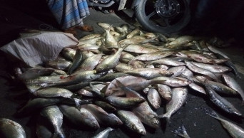 3 cops suspended for transporting mother Hilsa