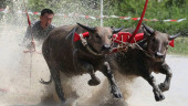 Thai farmers race their buffaloes in show of gratitude