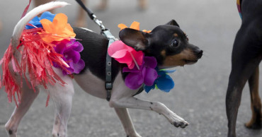 It's a day for dogs as Brazil ramps up for Carnival