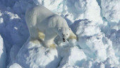 Alaska scientists say polar bear encounters to increase