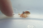 Scientists find tiny baby octopus floating on Hawaii trash