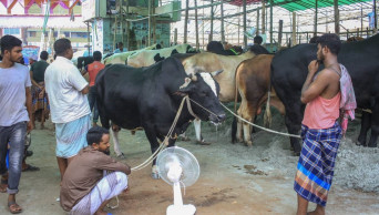 Crisis of sacrificial animals feared in Cox’s Bazar