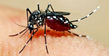 215 new dengue patients hospitalised in 24 hrs