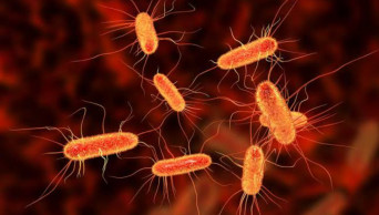 E.coli outbreak hits luxury island resort on Australia's east coast
