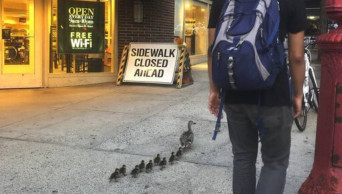Ducks, stuck, loose: Police rescue 3 ducklings from grate