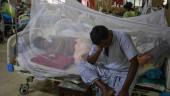 2 more die of dengue; 1626 fresh infections recorded
