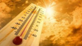Heatwave Kills 40 In Bihar In A Day; Encephalitis Deaths Rise To 100