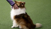 Stressed out? Your dog may feel it too, study suggests