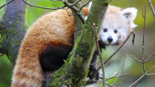 Rare red panda found after escape from Belfast Zoo