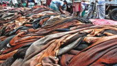 Cowhide prices fixed at Tk 45-50