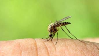 Failure to control mosquitoes, dengue irks HC