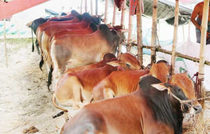 Jashore farmers pleased at dearth of Indian cattle for Eid-ul-Azha