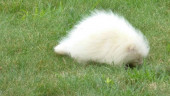 All-white creature identified as rare albino porcupine