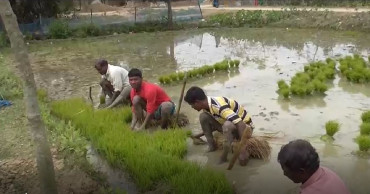 Chapainawabganj boro farmers fear low paddy prices