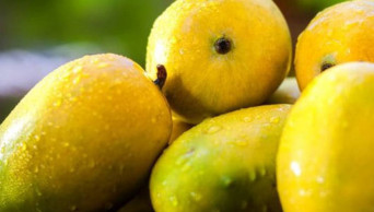 8 Incredible Benefits of Mangoes, The King of Fruits