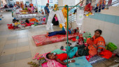 Dengue claims 2 more lives; 2,093 others hospitalised