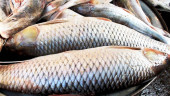 2-yr jail for adulterating fish, fish products; law coming