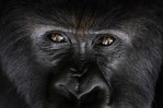 How do you save endangered gorillas?