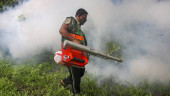 No need to spray ineffective insecticide: Quader
