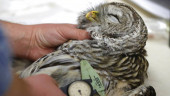 Owl vs. owl: Should humans intervene to save a species?