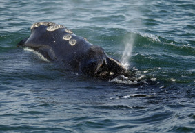 Scientists sound alarm after 6 rare whale deaths in a month