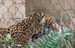 New Orleans zoo returns jaguar in strengthened exhibit