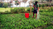 Coriander cultivation helping Sylhet farmers make money
