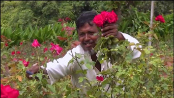 Farmers profiting from commercial rose cultivation in Cumilla