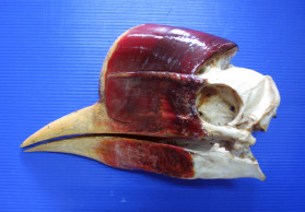 Better protection sought for Thailand's helmeted hornbill